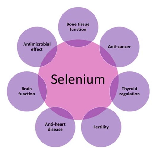 Nutritional Benefits Of Selenium